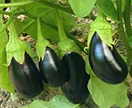 Aubergine