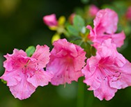 Rhododendron