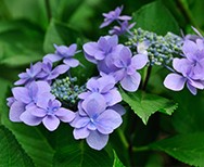 Hydrangea