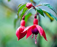 Fuchsias