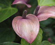 Anthurium