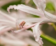 Nerines