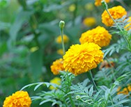 Tagetes