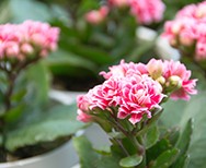 Kalanchoë