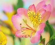 Alstroemeria