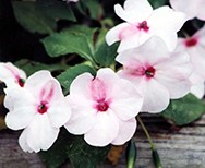 Impatiens