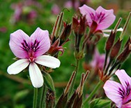 Pelargoniums