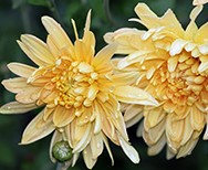 Chrysanten